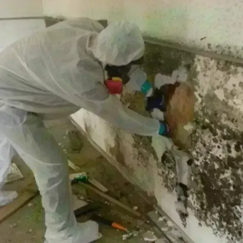 Mold Remediation and Removal in Charleston County, SC